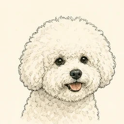 Editorial illustration of a white Bichon Frise
